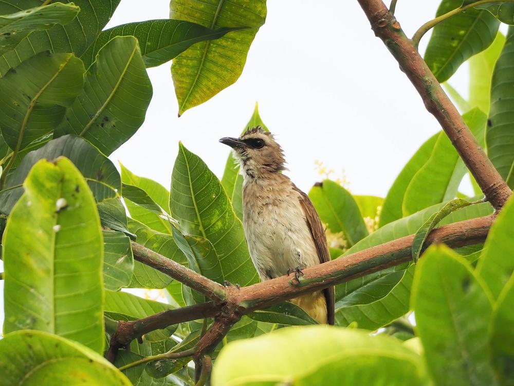 Burung Terucuk