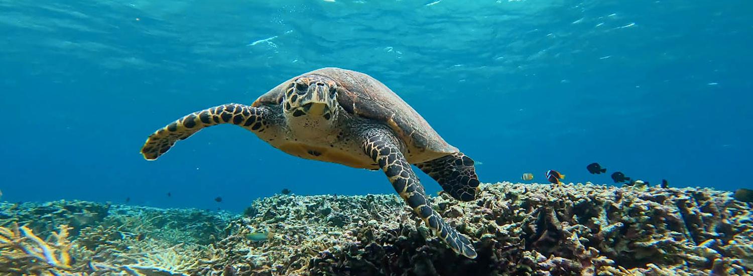 Karimun Jawa Marine National Park: Idyllic Paradise in the Java Sea
