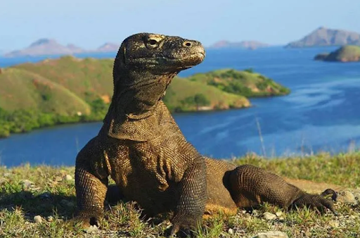 Komodo Dragon