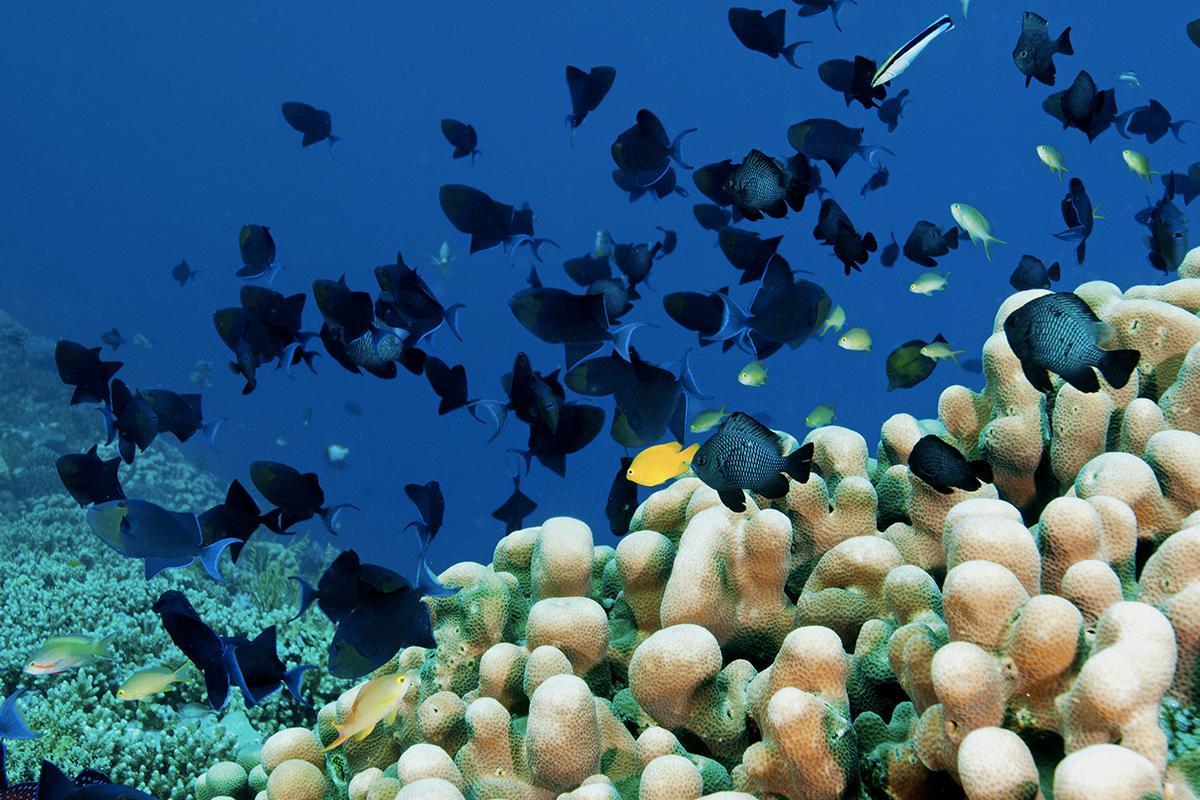 10 Aktivitas Wajib Saat Berkunjung ke Wakatobi, Sulawesi Tenggara