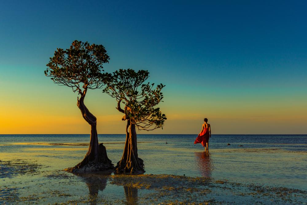 Pantai Walakiri dan Pesona Siluet Pohon Menari di Sumba Timur