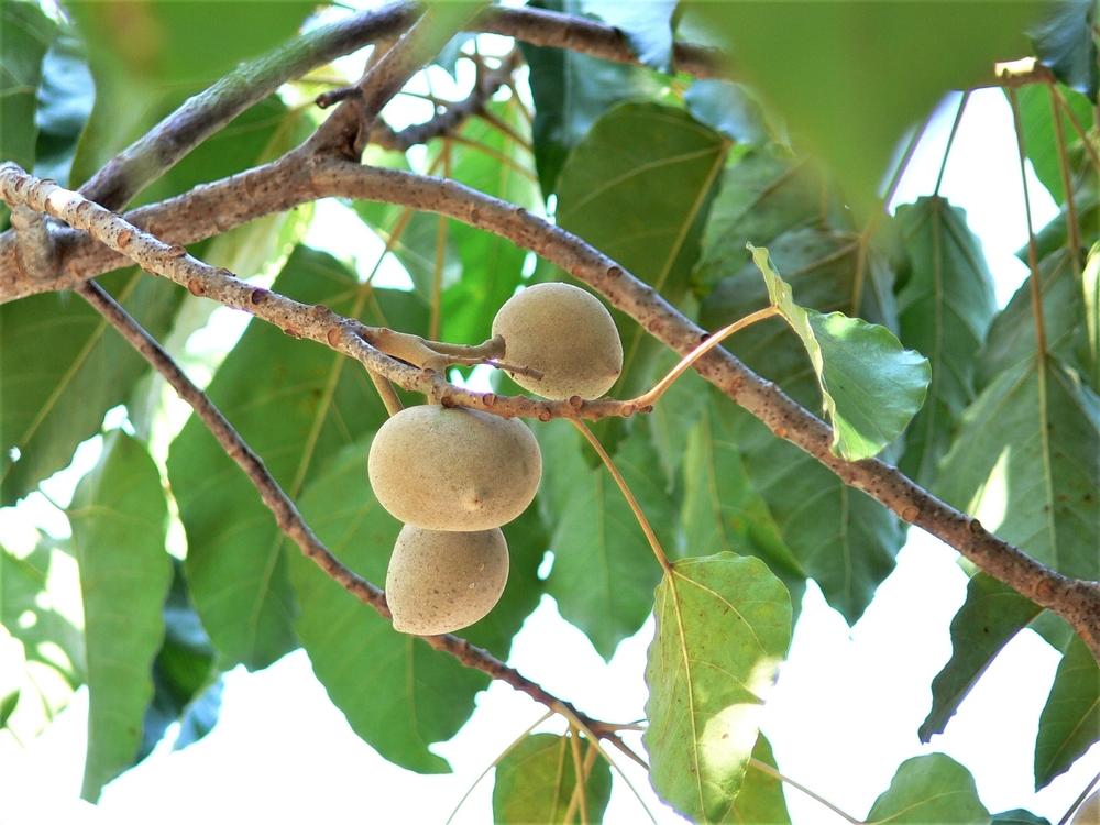 Pohon Kemiri