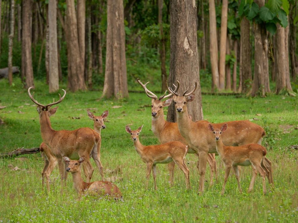Rusa Timor, Satwa Endemik Nusa Tenggara Timur