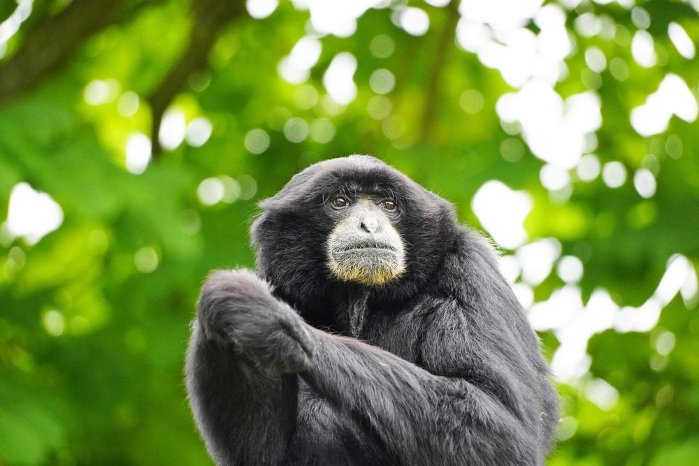 Siamang, Primata Unik dengan Suara Keras dari Sumatera