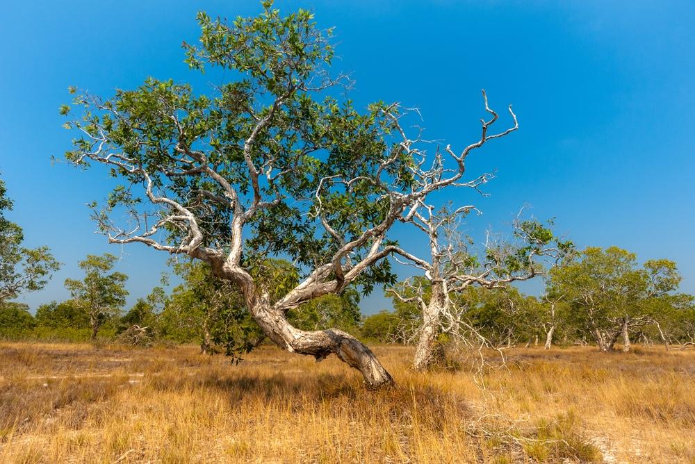 Pohon Kayu Putih, Kekayaan Alam Berlimpah Manfaat dari NTT