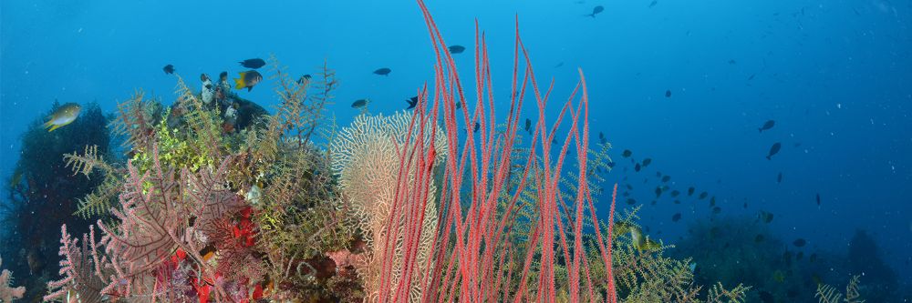 10 Amazing Places You Need Visit in Wakatobi