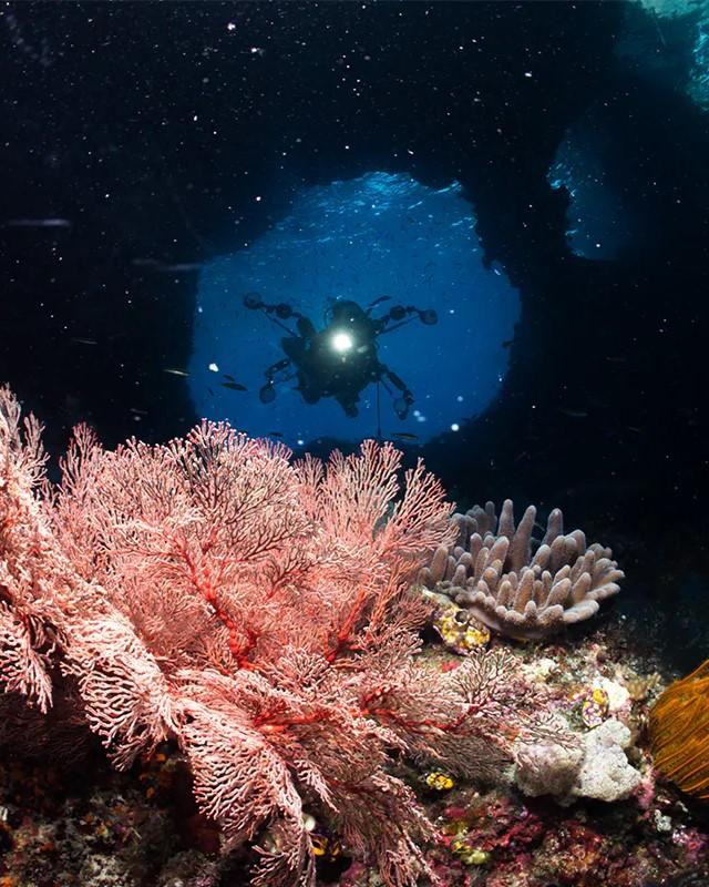 Mau Wisata ke Raja Ampat? Ini 8 Spot Menyelam Terbaiknya