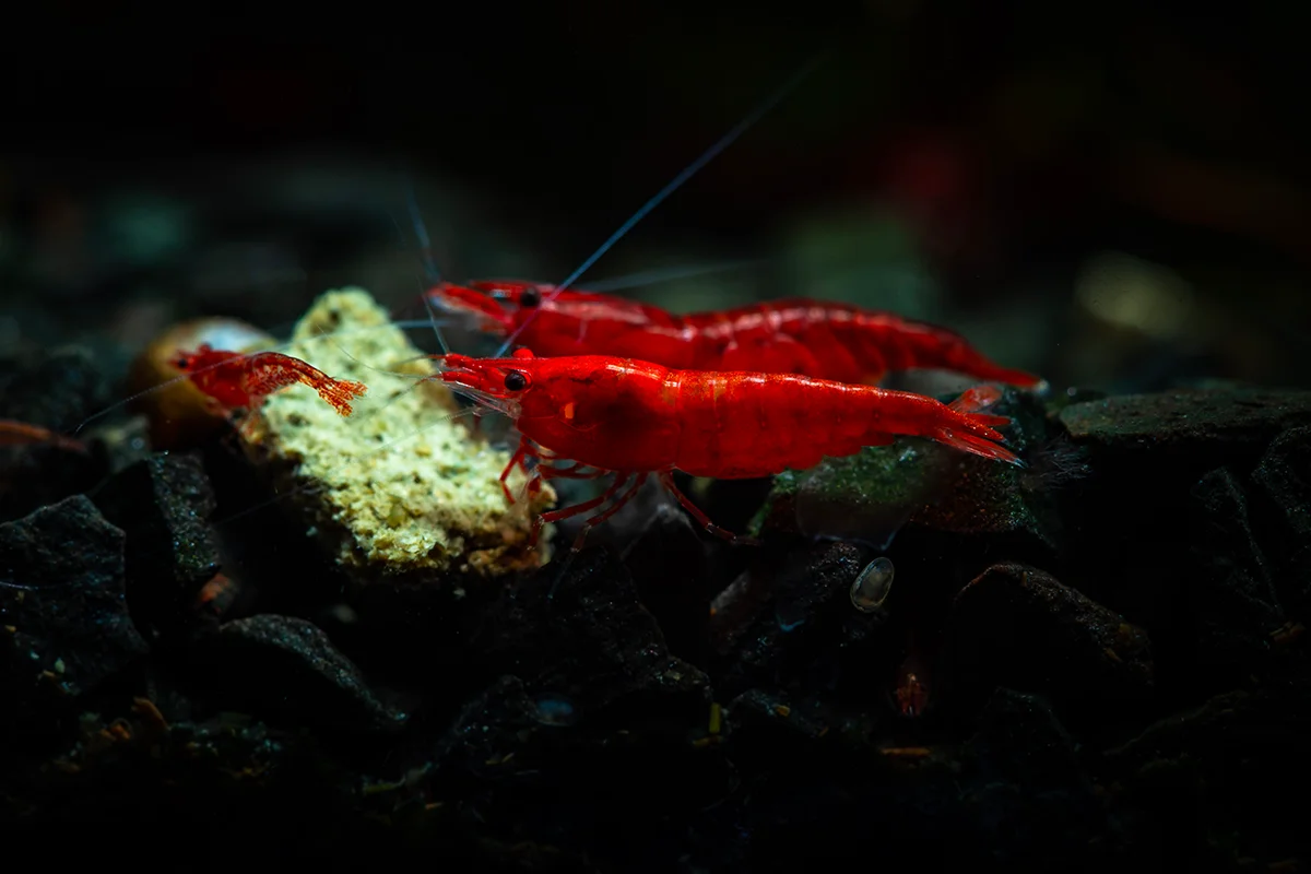 Udang merah darah di Wakatobi, Sulawesi Tenggara